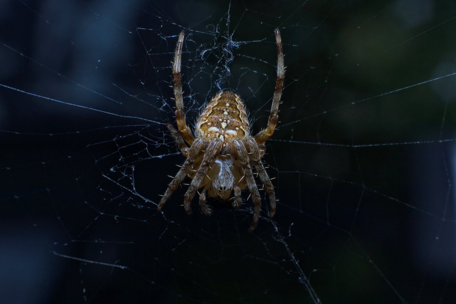 A close-up photograph of an orb-weaving spider resting in the center of its intricate web. The spider has a brownish-tan body with distinct white and cream-colored markings on its abdomen, and is covered in fine hairs and spines. Its eight legs grip the silken web, which features a radial pattern of threads extending outward. The background is dark and out of focus, highlighting the spider and the delicate, glistening strands of the web.